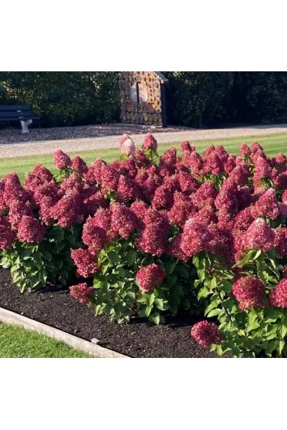  Hydrangea paniculata `Living Pinky Promise`